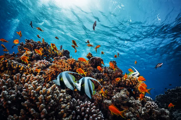 SSI Underwater Photography