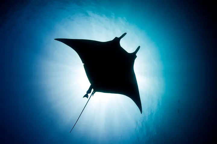 SSI Manta & Ray Ecology
