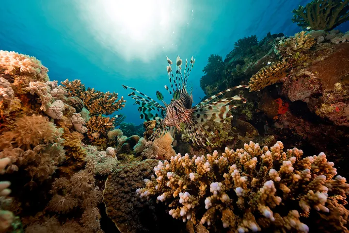 SSI Marine Ecology