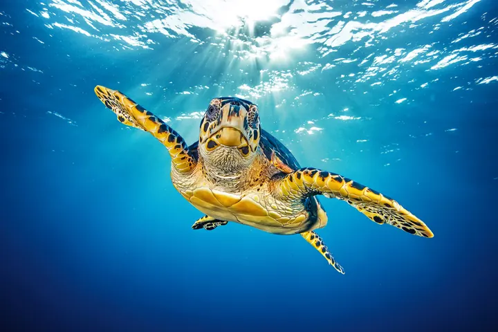 SSI Sea Turtle Ecology